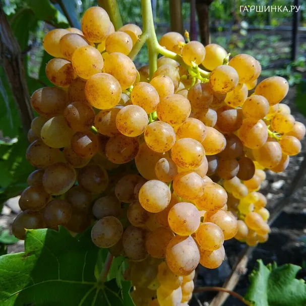 Виноград Кишмиш 342