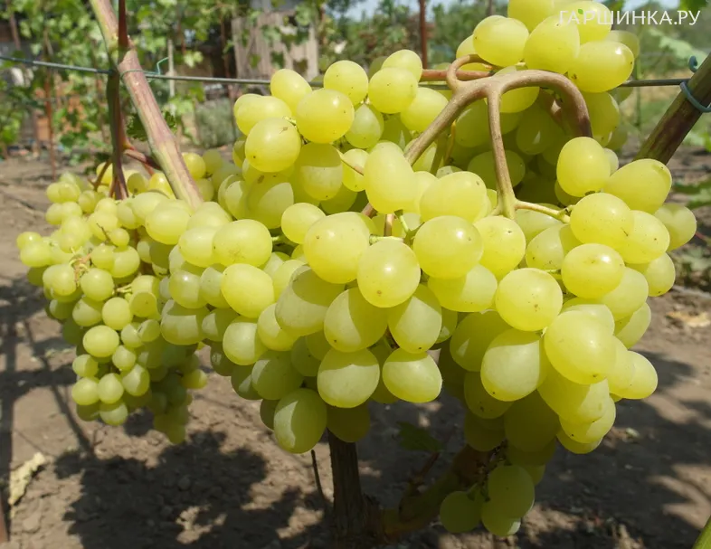 Виноград Кишмиш Цимус