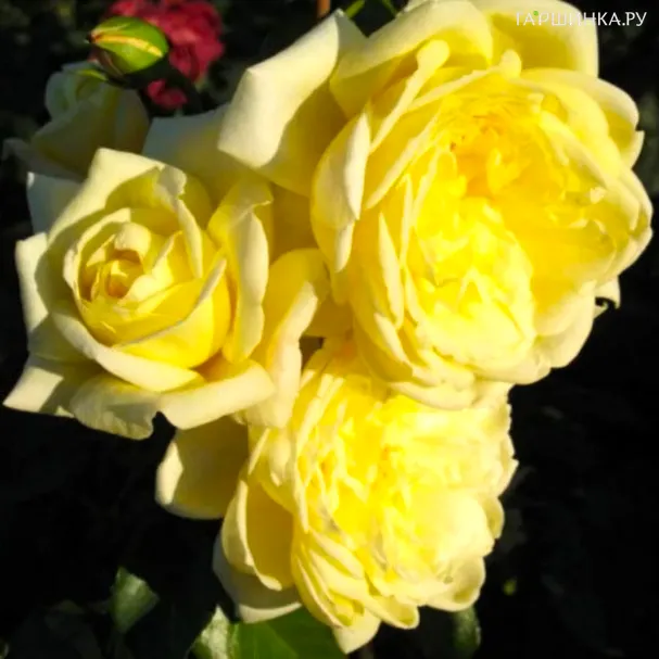 Роза Казино плетистая