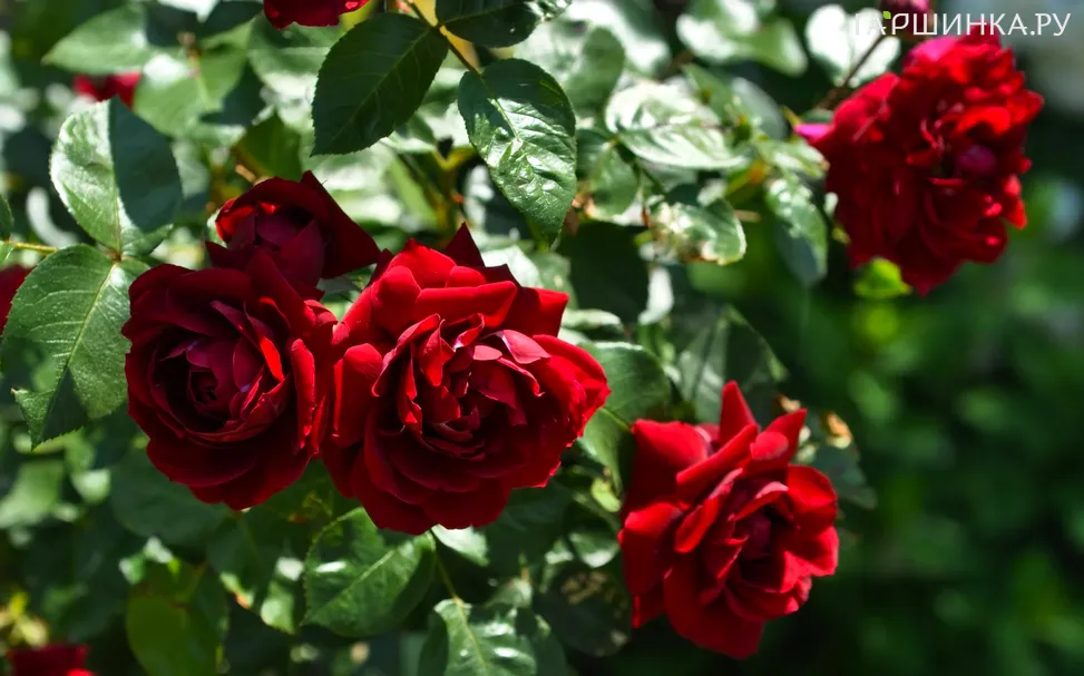 Роза Хайгроув плетистая