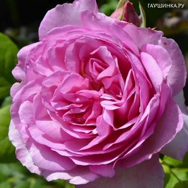 Роза Бель де Кале шраб