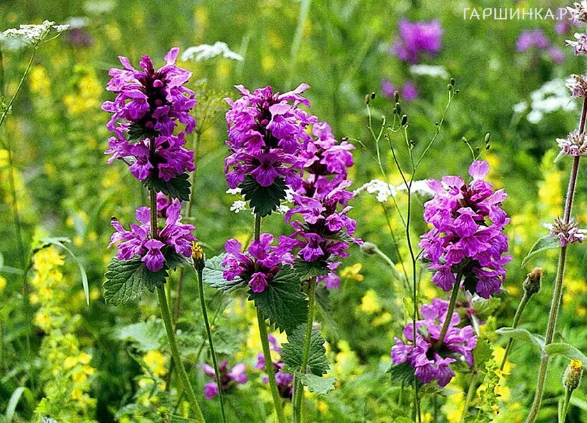 Буквица лекарственная (розовая)