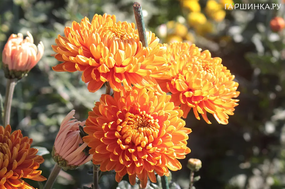 Хризантема Астро Бронз уличн.