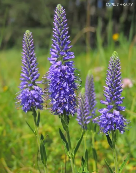 Вероника седая