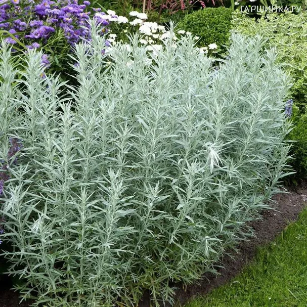 Полынь людовика