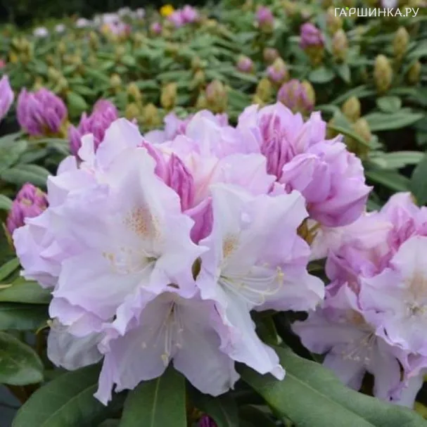Рододендрон Хоппи якушиманский