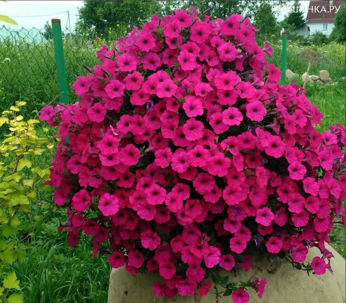 Петуния Тайдал Вэйв Парпл ампельная (драже) 5 шт