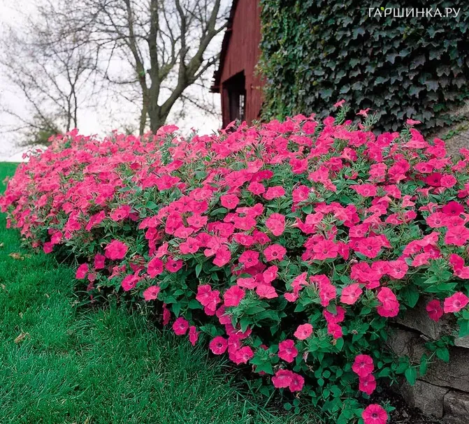 Петуния Тайдал Вэйв Пинк Хот ампельная (драже) 5 шт