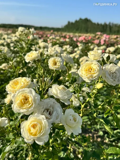 Роза Ванилла Мейдиланд
