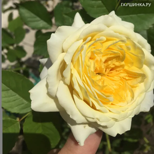 Роза Шарлотта кустарниковая