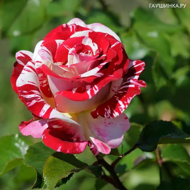Роза Рок энд Роллоза