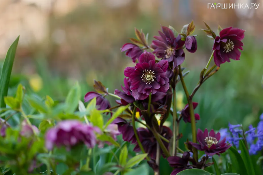 Морозник восточный Дабл Дак Ред Роуз