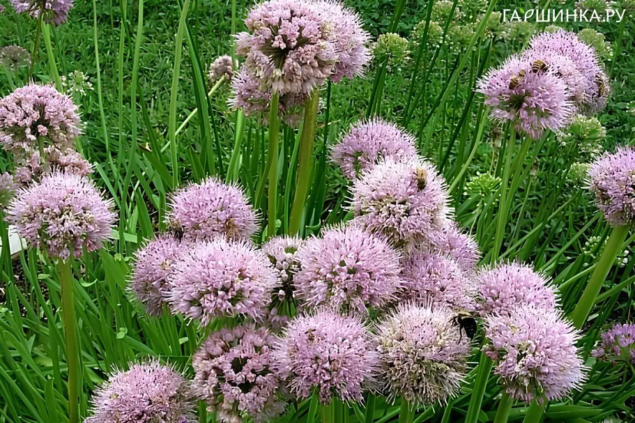 Лук поникающий (слизун)