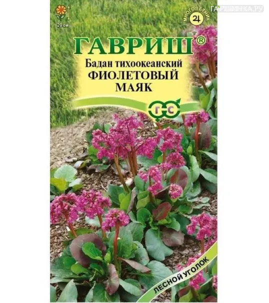 Бадан Фиолетовый маяк тихоокеанский 0,01 г Н23, ц/п