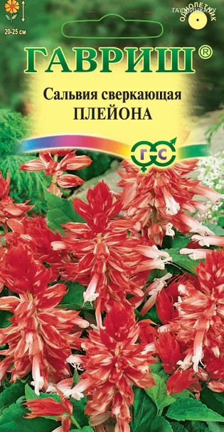 Сальвия Плейона, карликовая, 5 штук. Н11 ц/п
