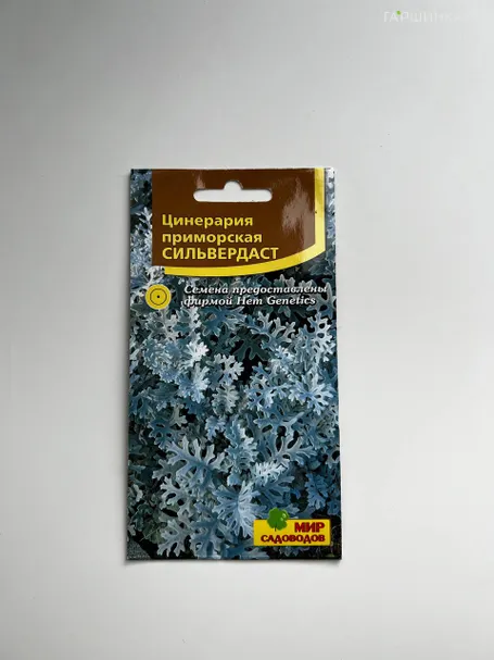 Цинерария приморская Сильвердаст, 75-100 шт, ц/п