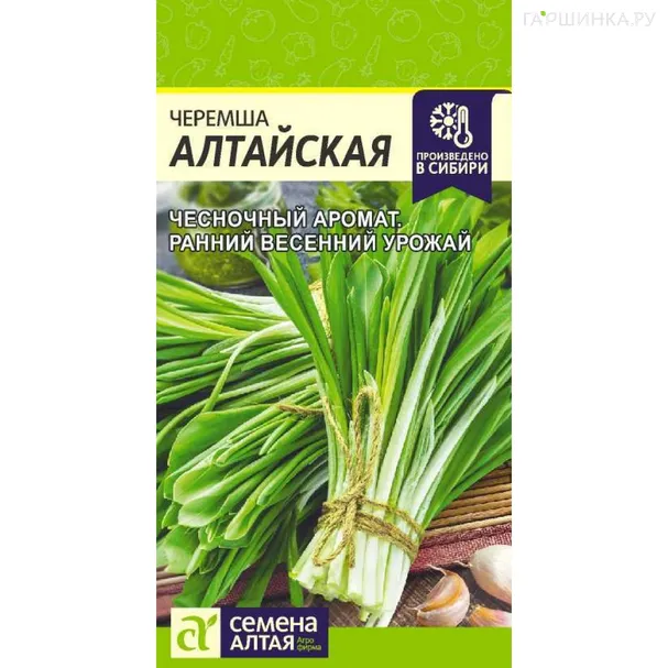 Черемша Алтайская, 0,3 гр. ц/п, Семена Алтая