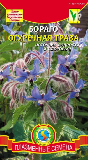 Бораго (Огуречная трава) 0,5 г, Плазменные семена