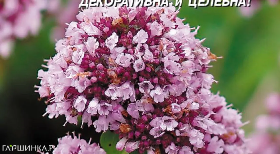 Душица (орегано) Северное сияние 0,1 г, Плазменные семена