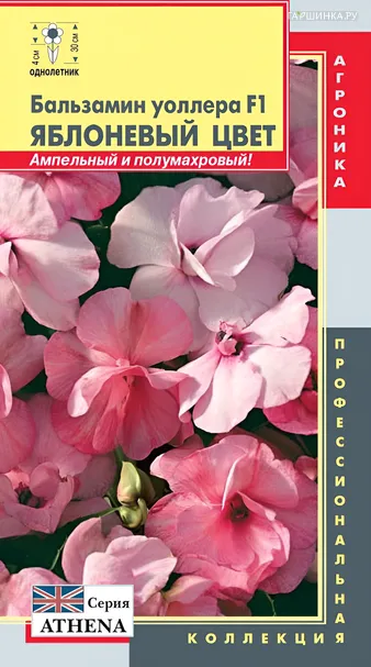 Бальзамин Уоллера F1 (серия Athena) Яблоневый цвет, 5шт, Плазменные семена