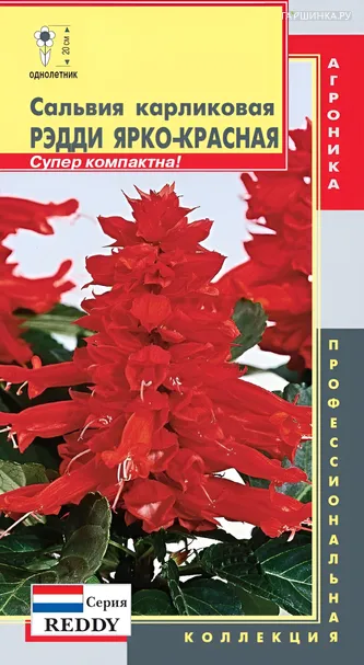 Сальвия карликовая (серия Reddy) Рэдди Ярко-красная 10 шт, Плазменные семена
