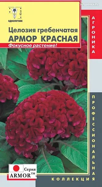 Целозия гребенчатая (серия Armor) Красная 10 шт, Плазменные семена