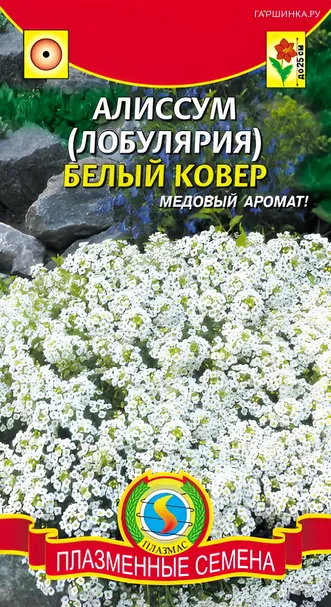 Алиссум (Лобулярия) Белый ковер 0,24 г, Плазменные семена