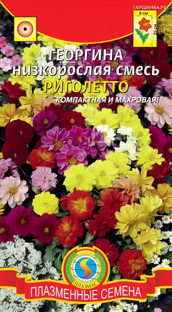 Георгина Риголетто низкорослая смесь, 11 шт, Плазменные семена
