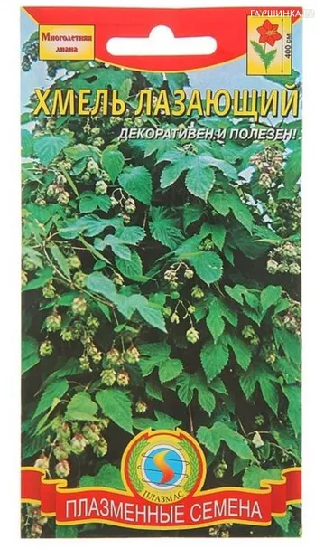 Хмель лазающий 4 шт, Плазменные семена