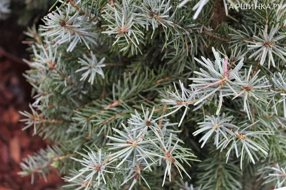 Ель Цукерхут сербская