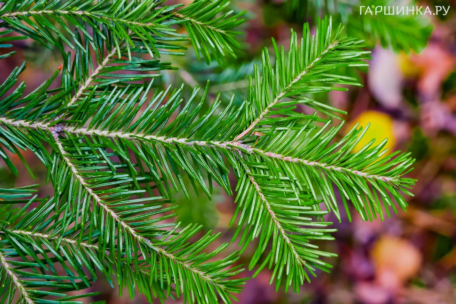 Пихта сибирская