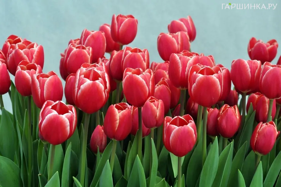 Тюльпан Кунг Фу 3 шт