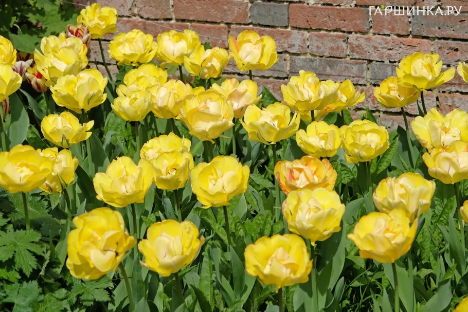 Тюльпан Акебоно пионовидный 5шт