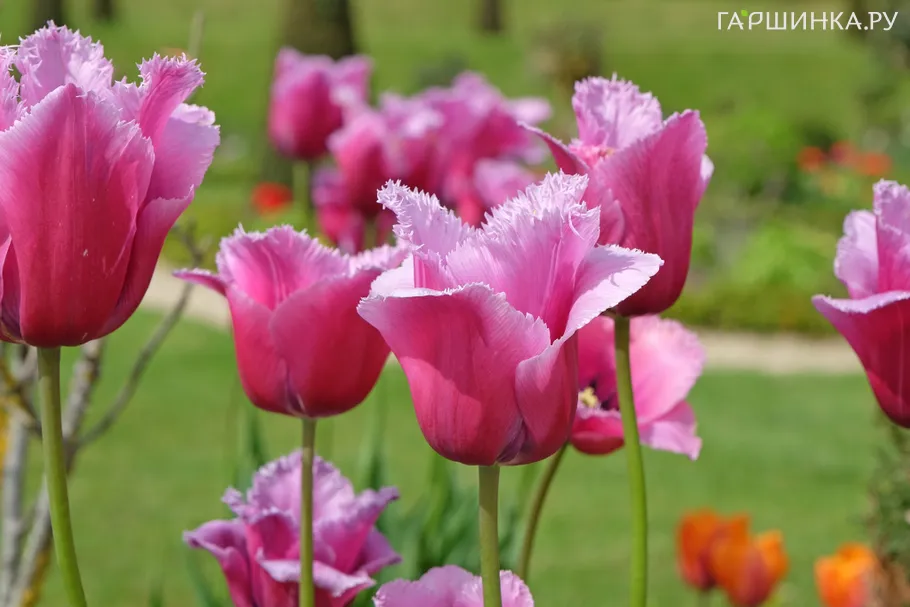 Тюльпан Лувр бахромчатый 5шт