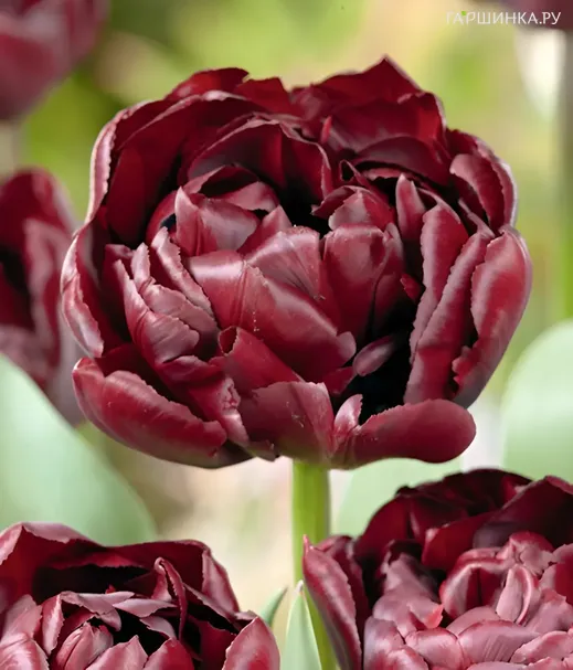 Тюльпан Мистери Дрим махровый 4шт