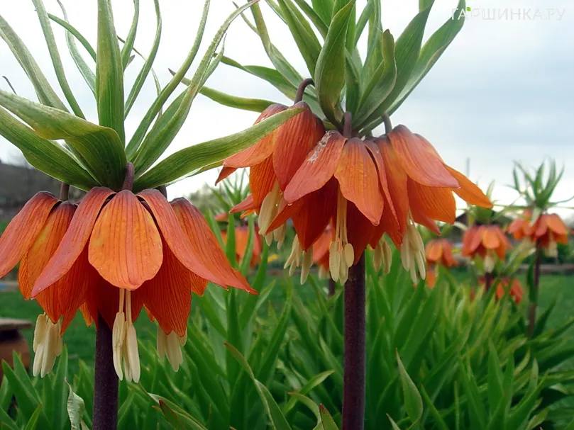 Рябчик Рубра императорский