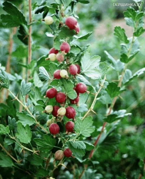 Крыжовник Краснославянский