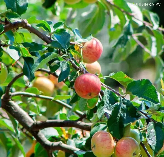 Яблоня Мальт Багаевский