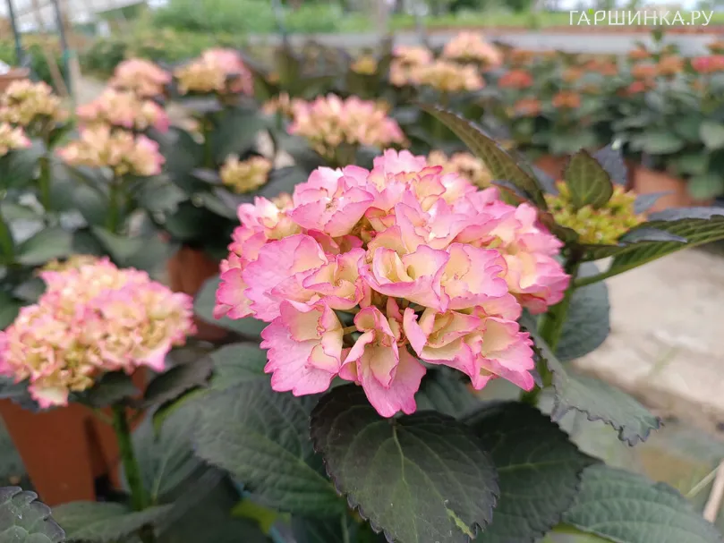 Гортензия Фру Фру крупнолистная (серия Рандеву)