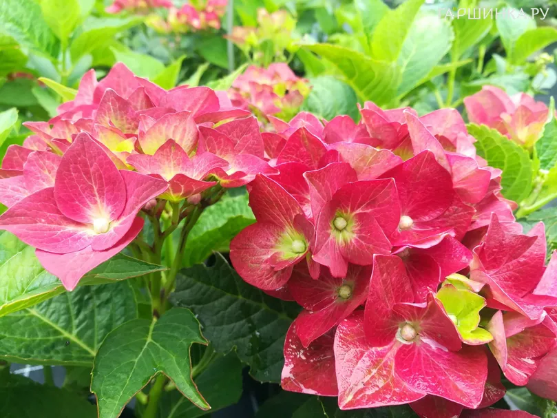 Гортензия Грин Шадоу крупнолистная (макрофила)