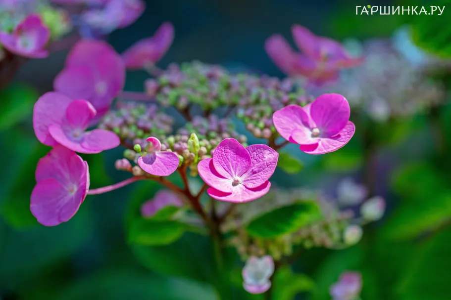 Гортензия Фазан крупнолистная (макрофила)