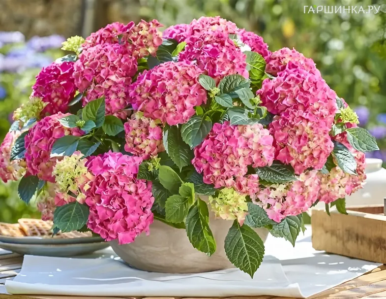 Гортензия Таблетензия крупнолистная (макрофила)