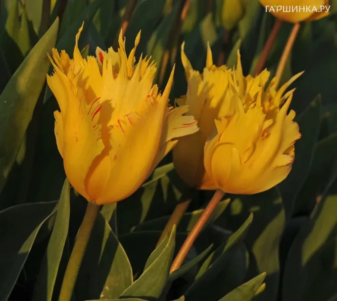 Тюльпан Санни Лео Дарвина 5шт