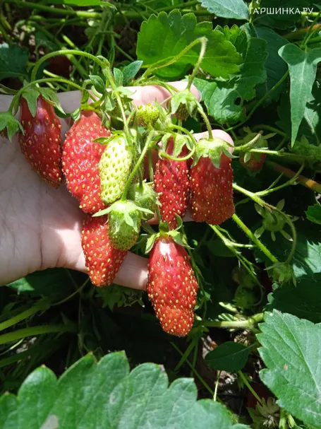 Земклуника Купчиха (лицензионная)