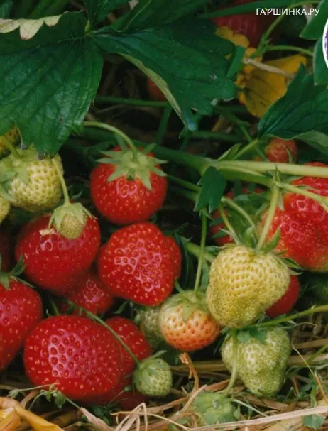 Клубника Гармония 3 шт