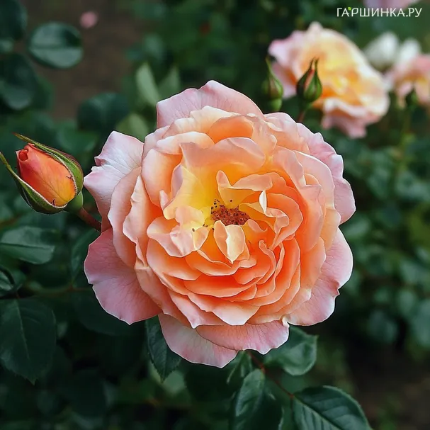 Роза Андре Тюрка шраб