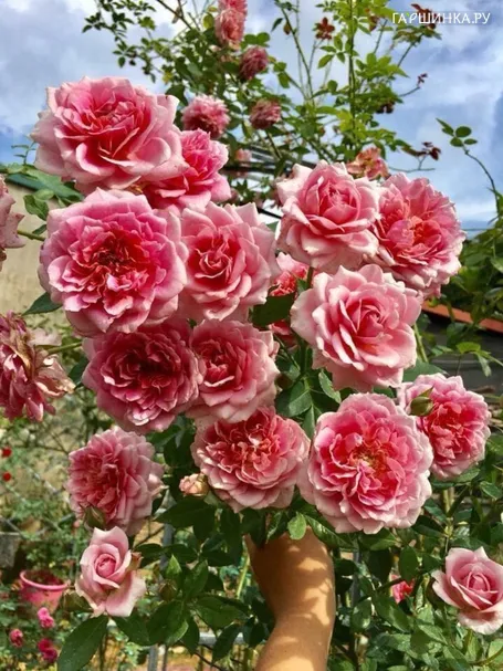 Роза Роб а Ля Франсезоза