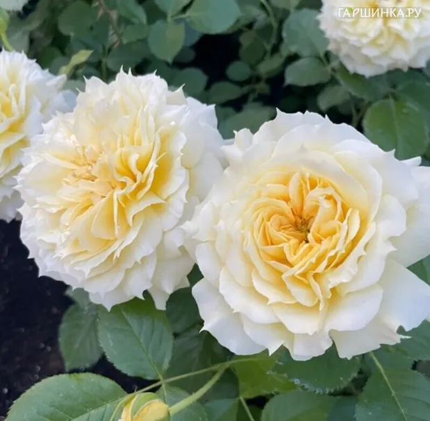 Роза Чайна Герл флорибунда