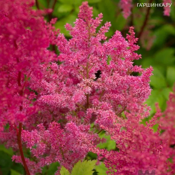 Астильба Арендса Федерзе