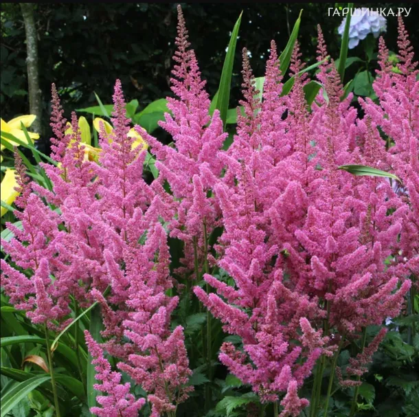 Астильба Вижн ин Пинк китайская